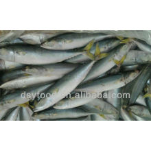 frozen mackerel 200-300g